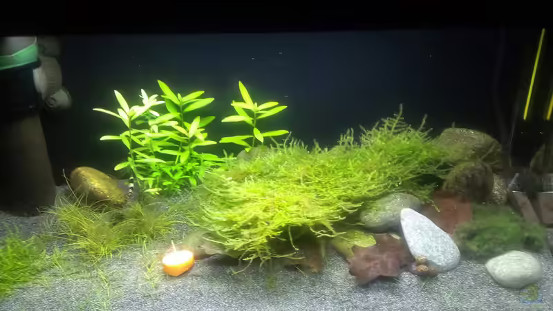 Aquarium &quot;Zufall&quot; von Pflanzenfreund (4)