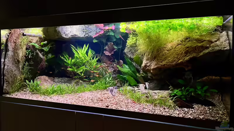 Aquarium Andrews Dream von André Sidler (2)