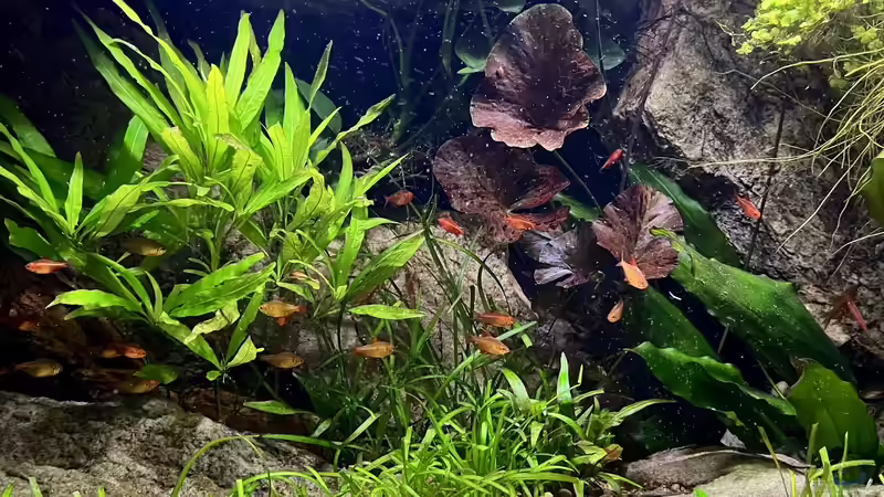 Aquarium Andrews Dream von André Sidler (4)