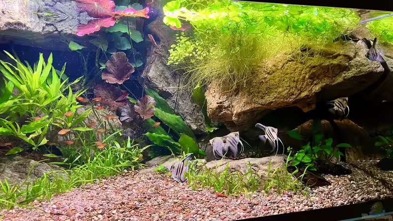 Aquarium Andrews Dream von André Sidler (5)