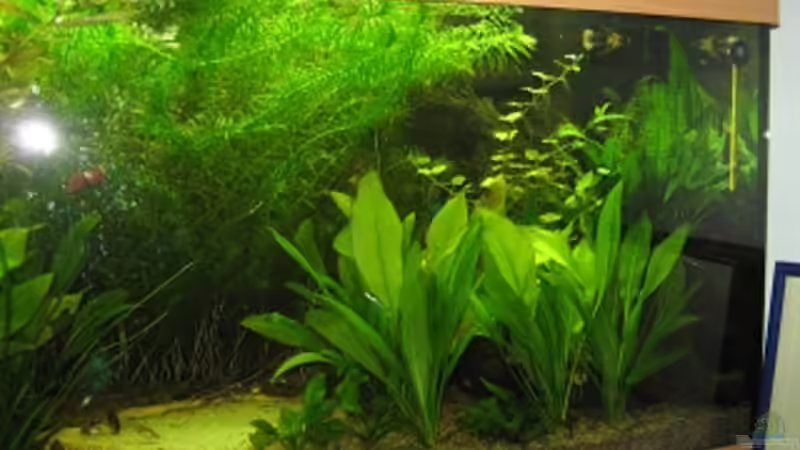 Aquarium Anfänger Becken 19.8.09 von Sven Lowbob (10)