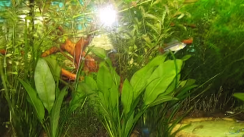 Aquarium Anfänger Becken 19.8.09 von Sven Lowbob (11)