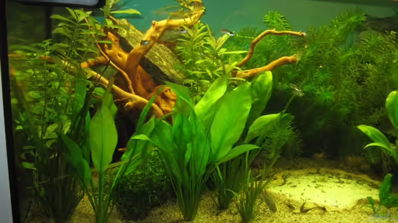 Aquarium Anfänger Becken 19.8.09 von Sven Lowbob (2)