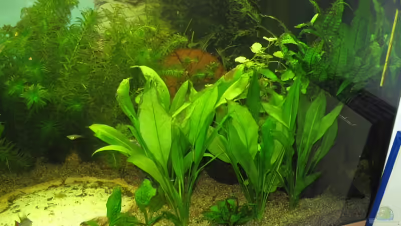 Aquarium Anfänger Becken 19.8.09 von Sven Lowbob (3)