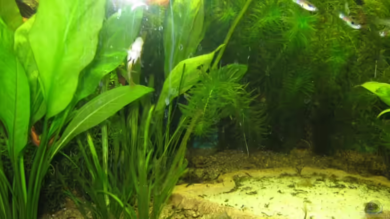 Aquarium Anfänger Becken 19.8.09 von Sven Lowbob (6)