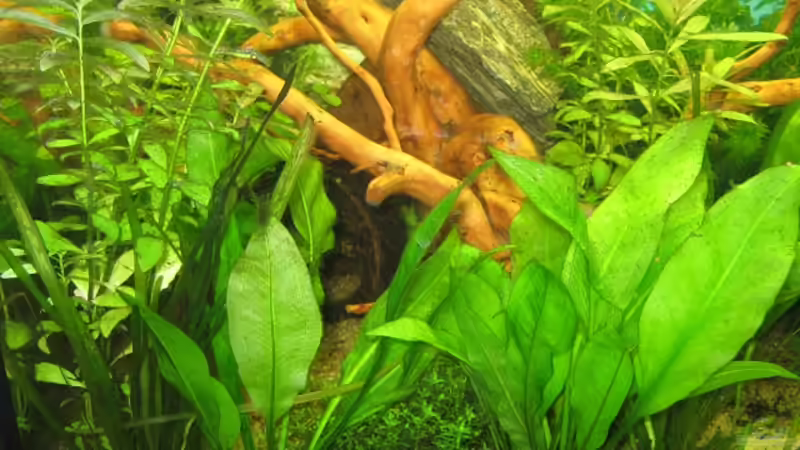 Aquarium Anfänger Becken 19.8.09 von Sven Lowbob (7)