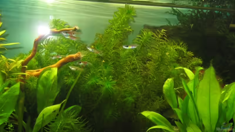 Aquarium Anfänger Becken 19.8.09 von Sven Lowbob (9)