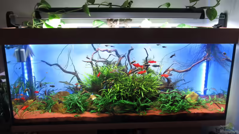 Aquarium Anfang 2014