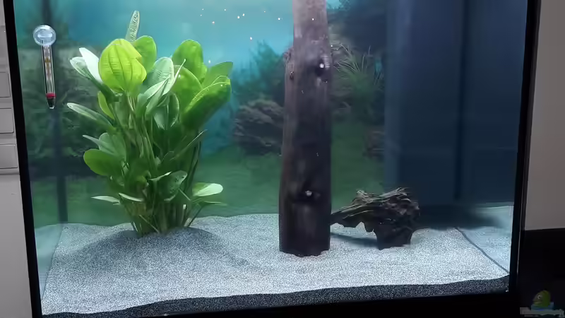 Aquarium Anfangsphase. von Sandra G. (3)