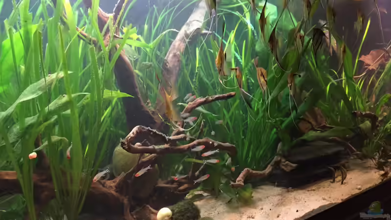 Aquarium Angels Place ... von Marcus Lucke (10)