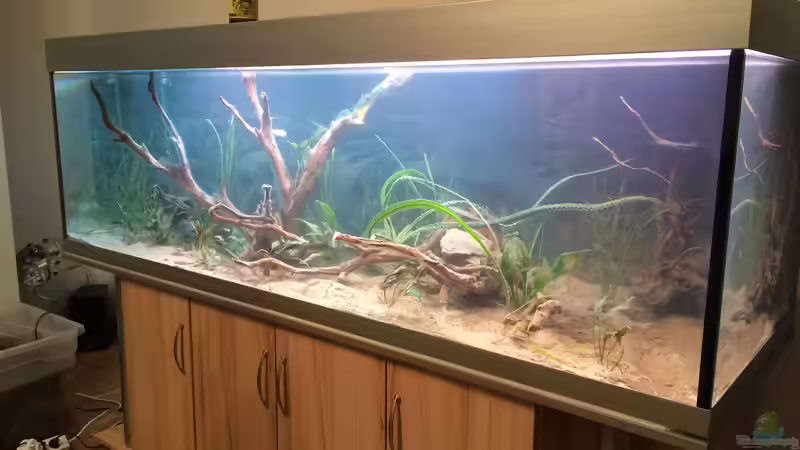 Aquarium Angels Place ... von Marcus Lucke (5)