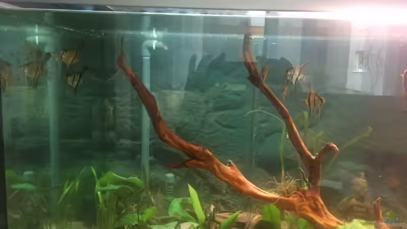 Aquarium Angels Place ... von Marcus Lucke (6)