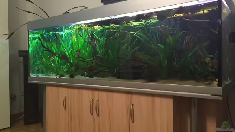 Aquarium Angels Place ... von Marcus Lucke (9)