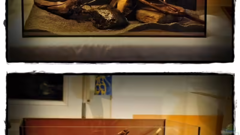 Aquarium Anlage mit 3 60 l Becken von stefan1979 (4)