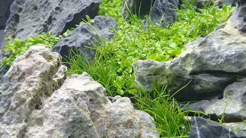 Aquarium Another World von similis (10)