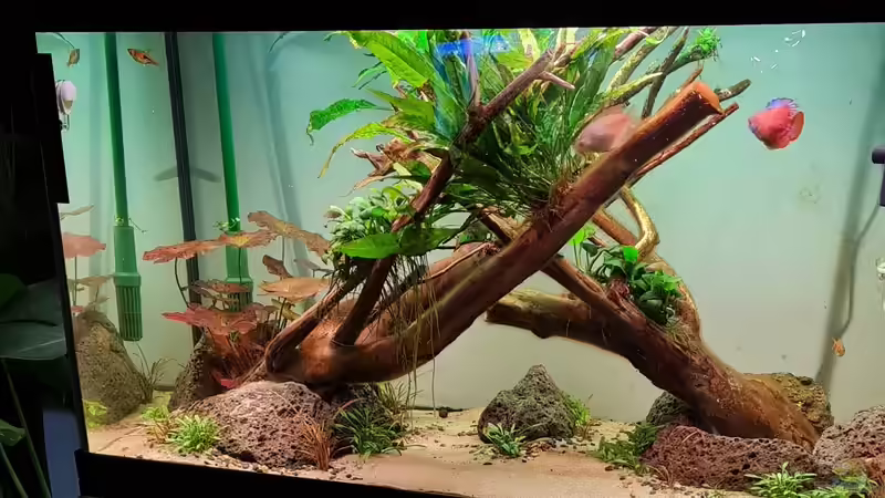 Aquarium Ansicht von vorne ca. 2 Wochen nach Einrichtung von David Schneider Aquaristik (4)