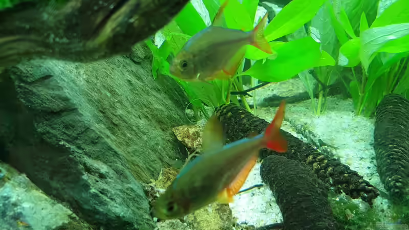 Aquarium Anubias between big stones von GiZZ55 (3)