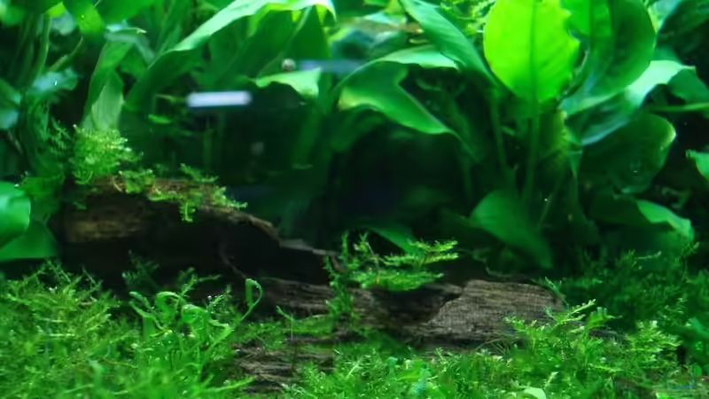 Aquarium Anubias nana world von Sven-0. (2)