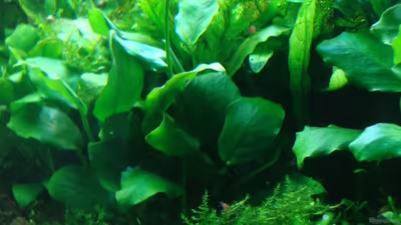 Aquarium Anubias nana world von Sven-0. (3)