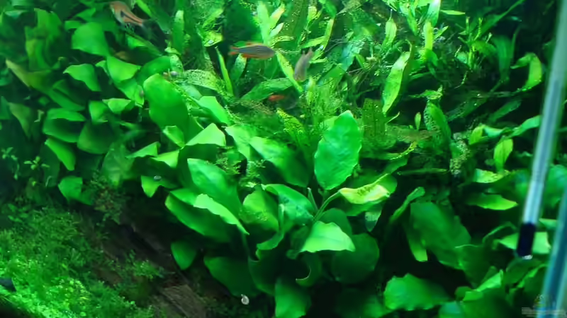 Aquarium Anubias nana world von Sven-0. (4)