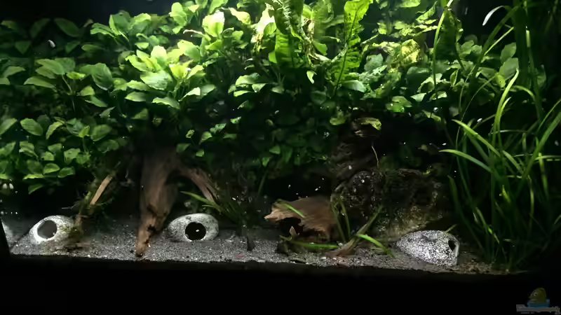 Aquarium Anubiasdickicht von Danny (10)