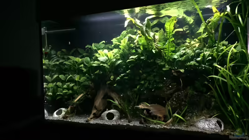Aquarium Anubiasdickicht von Danny (8)