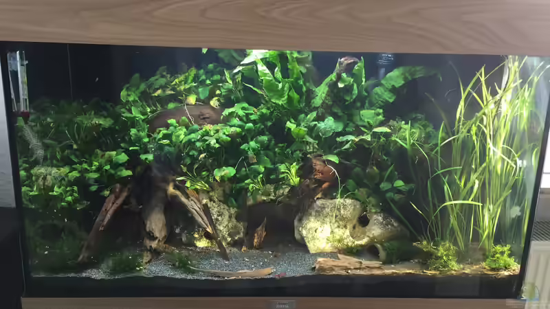 Aquarium Anubiasdickicht von Danny (9)