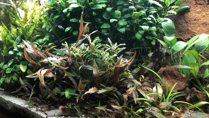 Aquarium Anubiaswald von derflo (2)