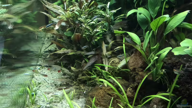 Aquarium Anubiaswald von derflo (3)