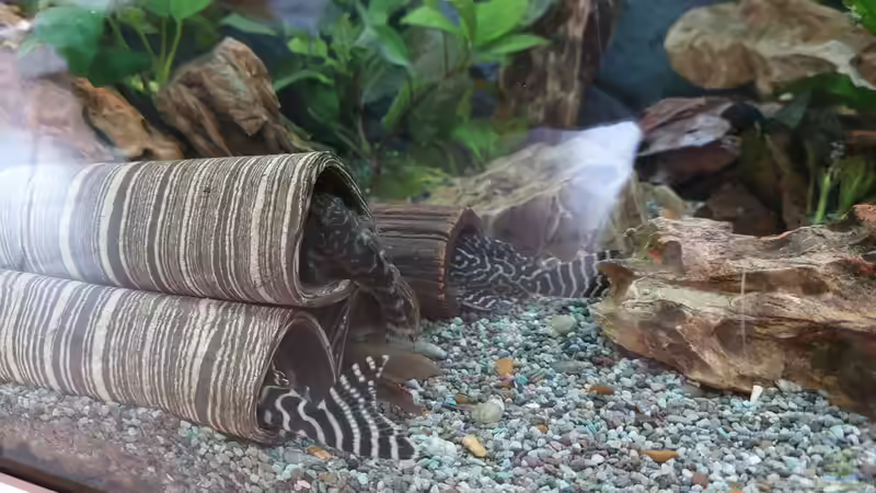 Aquarium Anubien Paradies von Turri (2)