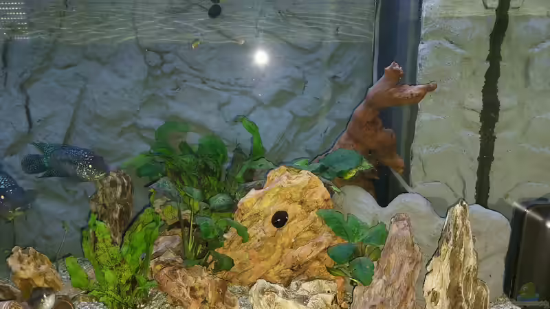 Aquarium Anubien Paradies von Turri (6)