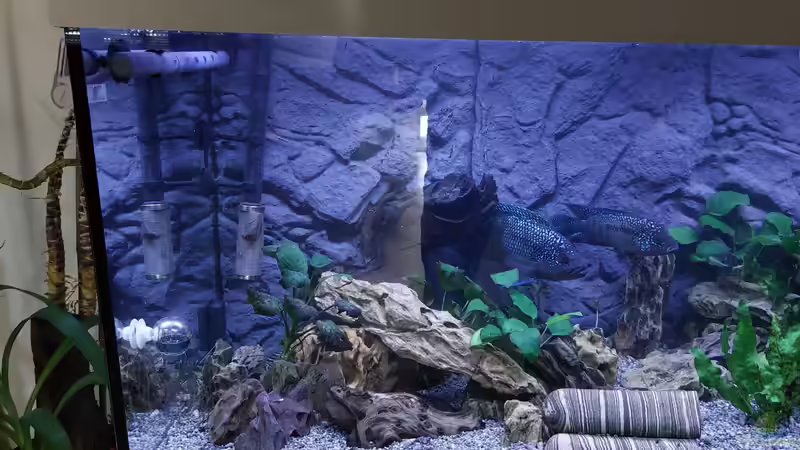 Aquarium Anubien Paradies von Turri (8)