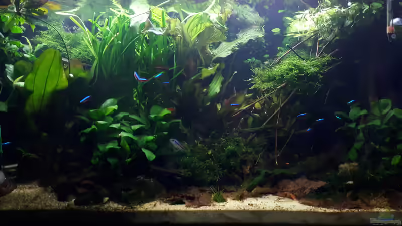 Aquarium Apistogramma Becken (nur noch Beispiel) von SebBk (2)