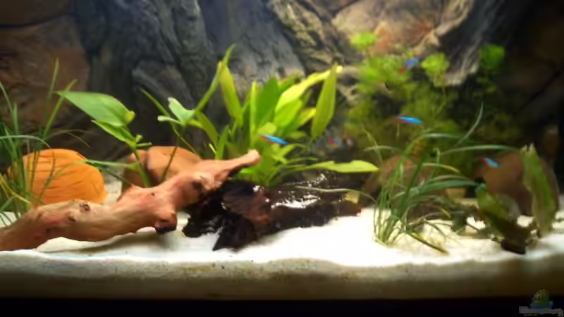 Aquarium Apistogramma Cacatuoides Zuchtbecken von SouthAmerican (3)