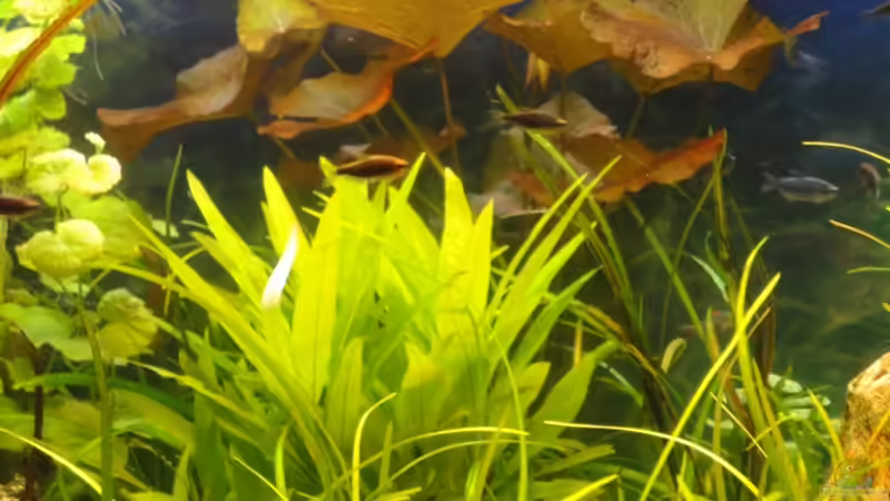 Aquarium AQA (nur noch als Beispiel) von -Mark- (2)