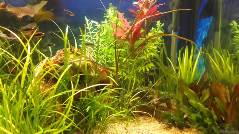 Aquarium AQA (nur noch als Beispiel) von -Mark- (3)