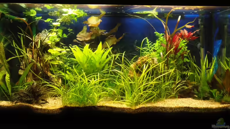 Aquarium AQA (nur noch als Beispiel) von -Mark- (5)