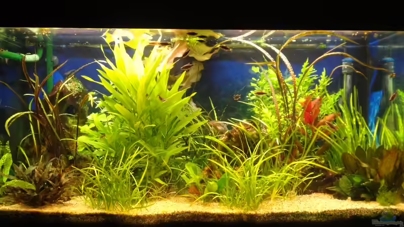 Aquarium AQA (nur noch als Beispiel) von -Mark- (6)