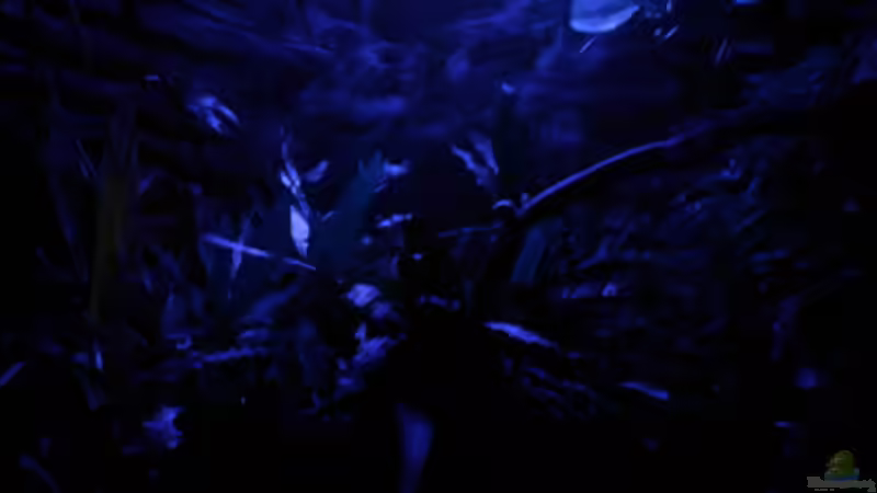 Aquarium Aqua Asia II von Thomas Ahrens (4)