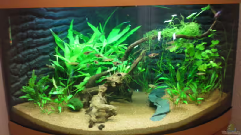 Aquarium Aqua Asia II von Thomas Ahrens (5)