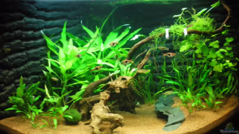 Aquarium Aqua Asia II von Thomas Ahrens (6)