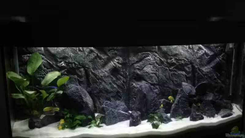 Aquarium Aquael panorama Becken von Christian.D (2)