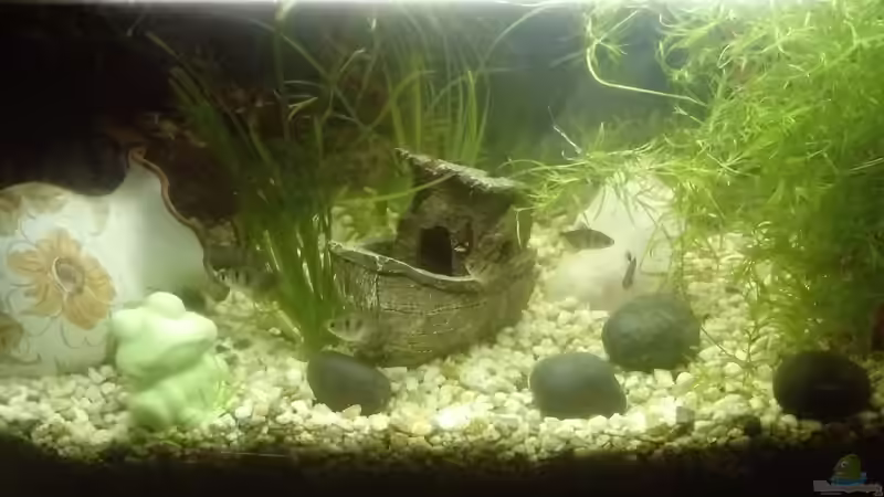 Aquarium AquaNero von Patrick Huber (1)