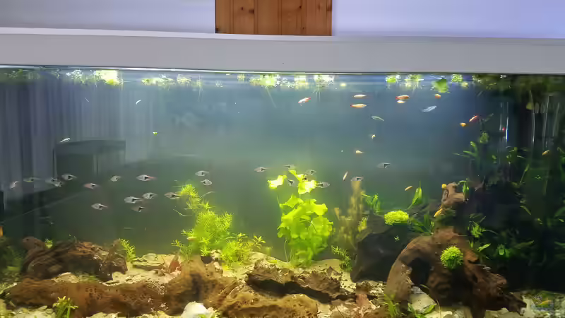 Aquarium Aquarienfreunde Gütersloh von Smo (2)