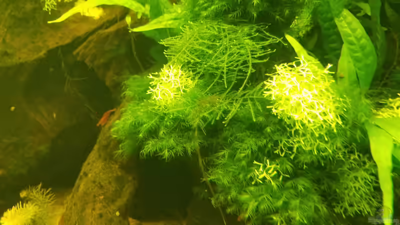 Aquarium Aquarienfreunde Gütersloh von Smo (7)