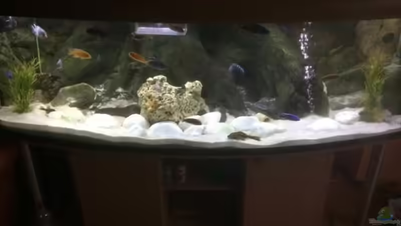 Aquarium Aquarium 200x80x80 cm, 12 mm Glas. von Malawifrank (2)