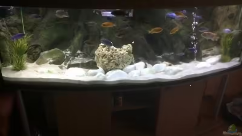Aquarium Aquarium 200x80x80 cm, 12 mm Glas. von Malawifrank (3)