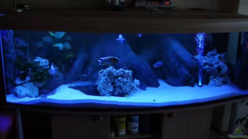 Aquarium Aquarium 200x80x80 cm, 12 mm Glas. von Malawifrank (7)