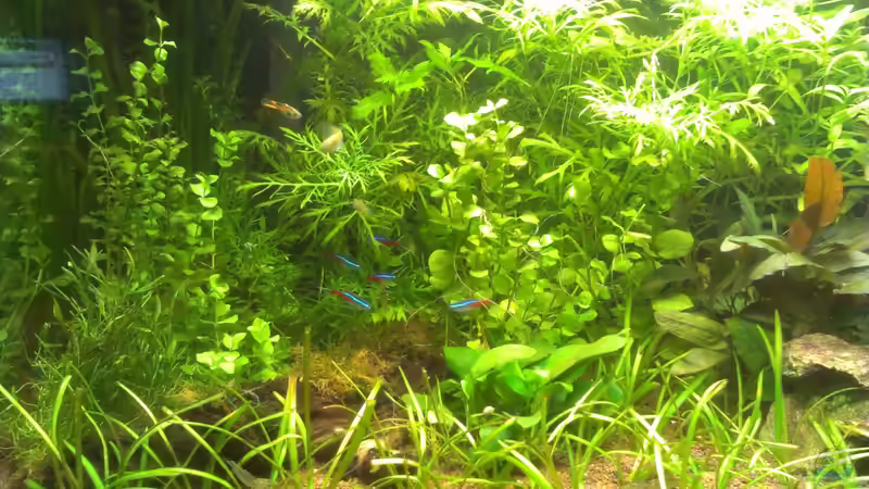 Aquarium Aquarium 54l Das Erste von Lk123 (3)