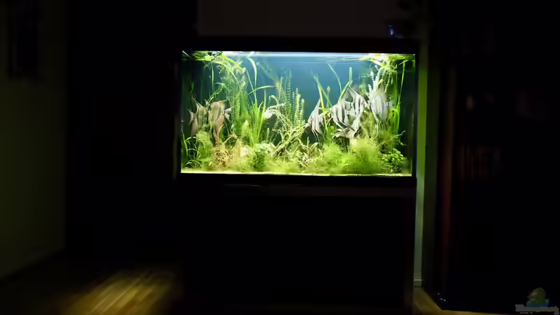 Aquarium Aquarium mit Altums von Bosco (2)